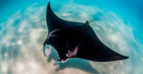 10 Incredible Manta Ray Facts A Z Animals