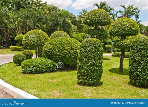 Sculpted Trees In The Park Stock Image Image Of Real 21309137