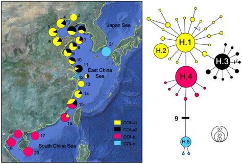 For The Network Two Haplogroups Representing Populations In China And Download Scientific