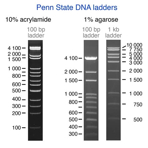 Penn State DNA Ladders Inexpensive Molecular Rulers For DNA Research Eberly College Of Science