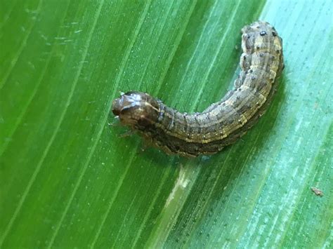 Fall Armyworm In Western Australia Agriculture And Food