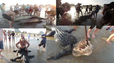 13 Foot Alligator Washes Up On Texas Beach Likely Drowned Nbc 5