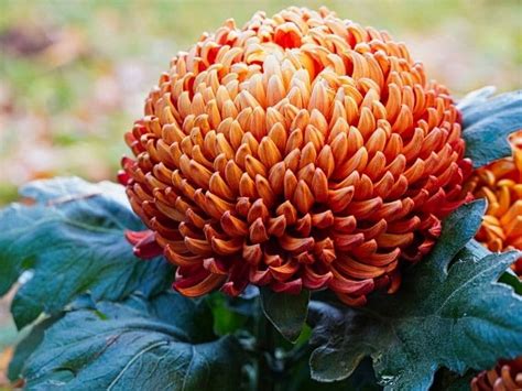How To Grow And Care For Chrysanthemums A Beginners Guide Florgeous