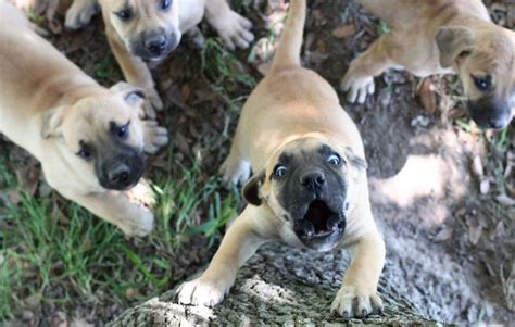 Black Mouth Cur Dog Breed Information Images Characteristics Health