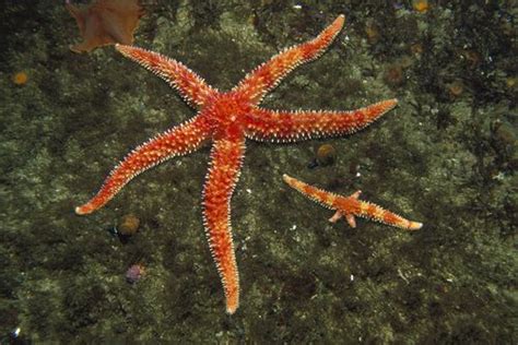 Reproduction Through Fragmentation Sea Star Animals Starfish