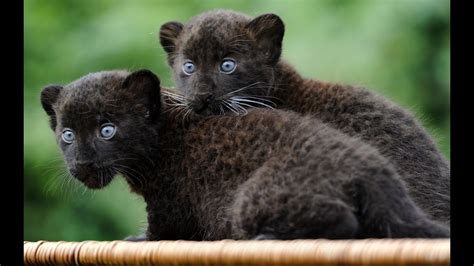 Baby Panthers Animals