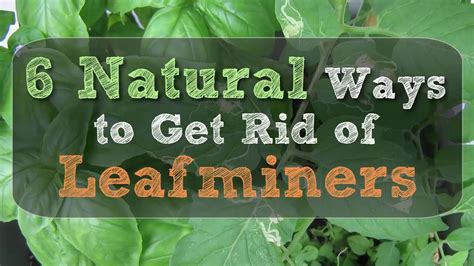 6 Natural Ways To Get Rid Of Leafminers Youtube