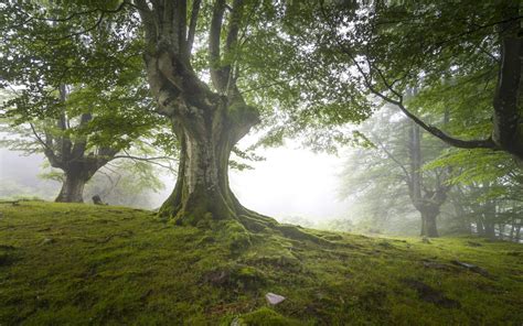 1920x1200 Trees Fog Wood Moss Wallpaper Coolwallpapersme