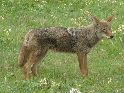 Reston Resident Reports Seeing Coyote In Backyard Reston Va Patch
