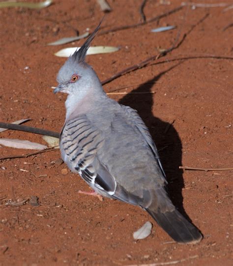 Crested Pigeon Western Australia Birds · Inaturalist