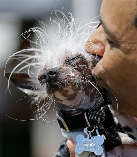 Worlds Ugliest Dog Dies Weeks After Winning Title Orange County Register