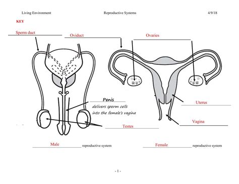 reproductive system coloring pages