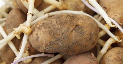If A Potato Has Roots Should You Eat It Livestrongcom