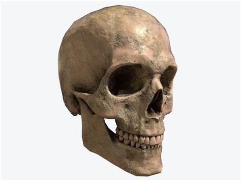 3d Model Human Skull Low Poly 3d Model Vr Ar Low Poly Cgtrader