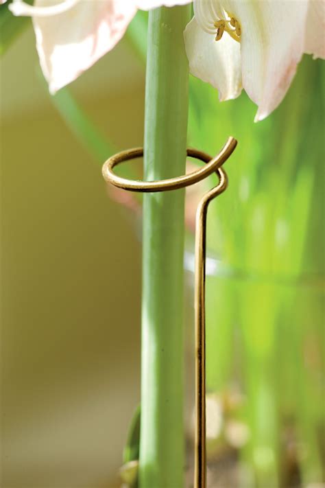 Adjustable Amaryllis Stakes Gardeners Supply In 2021 Plant