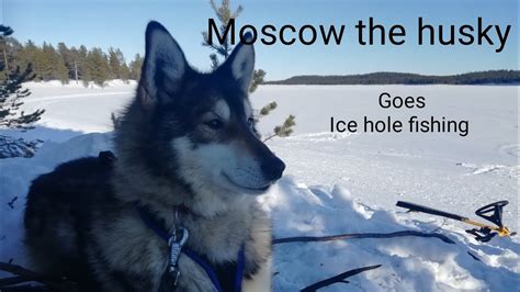 Moscow The Husky Goes Ice Hole Fishing Youtube