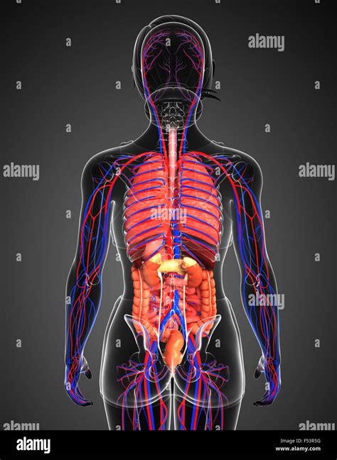 Sistemas Cuerpo Humanorespiratorio Digestivo Circulatorio Organos