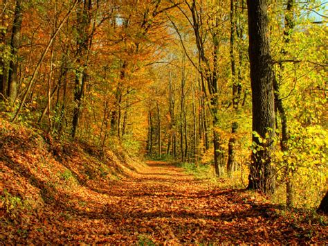 Wallpaper Trail Leaves Autumn Hd Widescreen High Definition