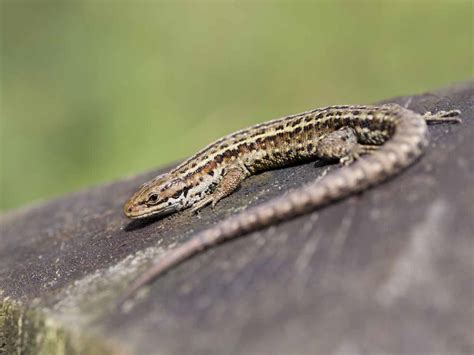 The Common Lizard Saga