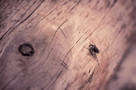 Fly Over Tree Trunk Image Free Photo
