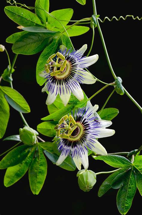 Gower Photograph Blue Passion Flower Passiflora Caerulea By Unknown