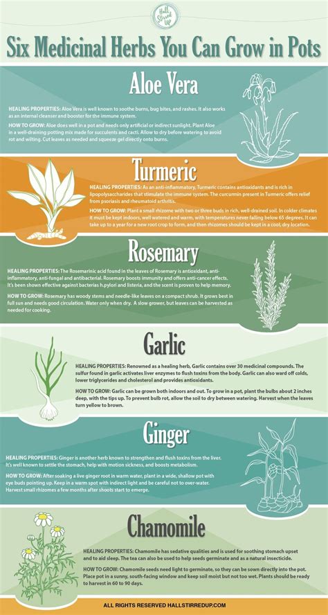6 Medicinal Herbs You Can Grow In Pots Infographic Medicinal Herbs