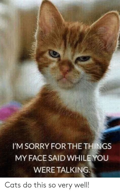 D.a.i.s.y rage was kitty's first release under her mononymous stage name, rather than kitty pryde. 🔥 25+ Best Memes About Cats and Sorry | Cats and Sorry Memes