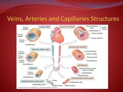 Ppt Blood Vessels And Circulation Powerpoint Presentation Free