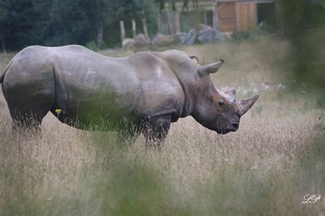Deux Nouveaux Rhinocéros Sont Arrivés Au Parc Zoo Du Reynou Nature Et Zoo