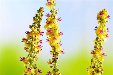 Small kitchen layout design ideas : Agrimonia Eupatoria - Common Agrimony - Aigremoine ...