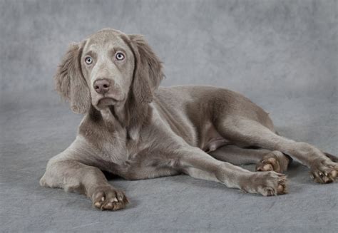 Weimaraner Dog Breed Information Buying Advice Photos
