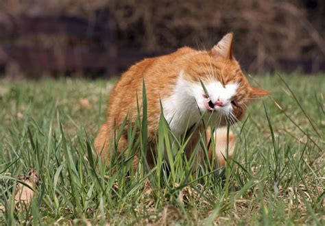 What Do Cats Eat In The Wild Information From Experts