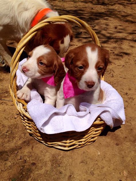 Brittany spaniel puppies for sale by top dog breeders. Brittany Puppies For Sale | Weatherford, TX #203795