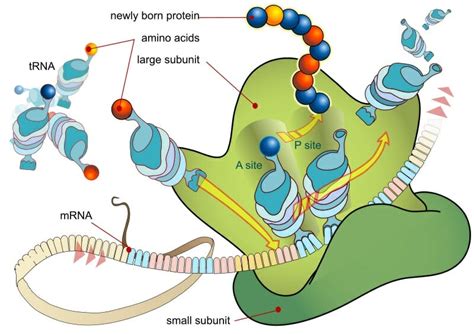 Ribosome Definition Function And Structure Biology Dictionary