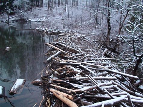 Tales From The Wilds Beaver Dam In Late Winter