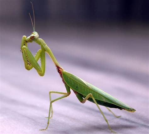 The Praying Mantis Is A Spectacular Predatory Insect
