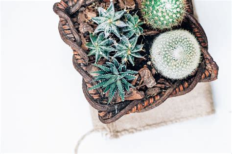 7 Stylish Ways To Display Cacti And Succulents Homes To Love