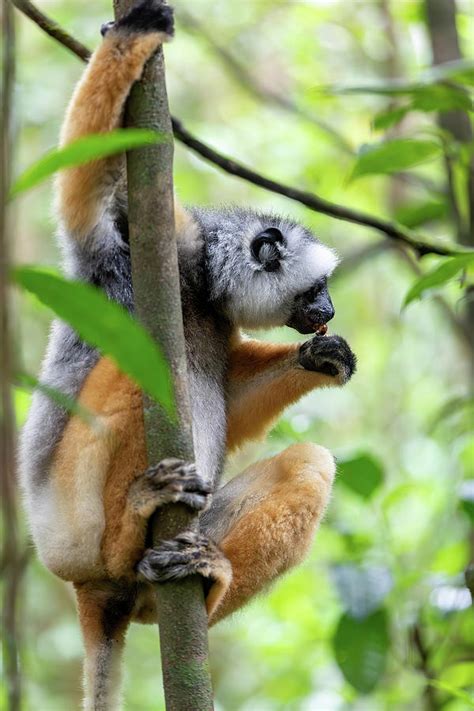Lemur Diademed Sifaka Propithecus Diadema Madagascar Wildlife