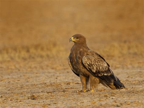 Steppe Eagle In Banni Grasslands One Of The First Pictures Flickr