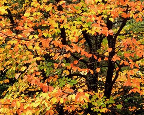 1920x1080px 1080p Free Download Colorful Autumn Tree Autumn Nature