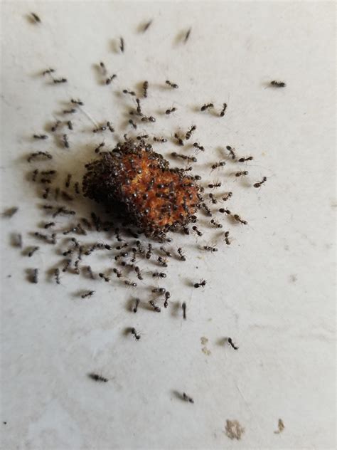 Does Anyone Know What Kind Of Ants These Are I Live In