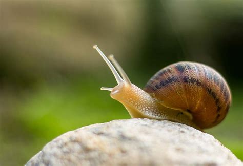 Interesting Information And Facts About Snails For Children