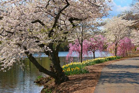 Cherry Blossom Trees Of Branch Brook Park 17 Photograph By