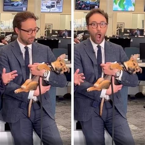 Puppy Falls Asleep In News Anchors Arms During Live Broadcast Quickly
