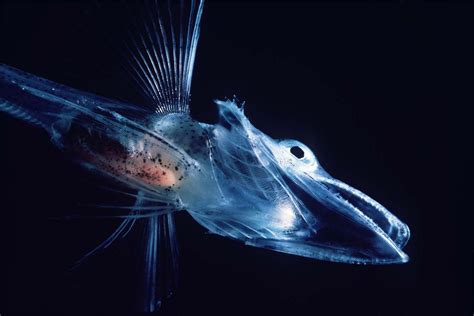Plankton Small Organisms With A Big Role In The Ocean Ocean Conservancy