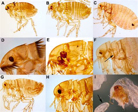 What Do Human Fleas Look Like FleaScience