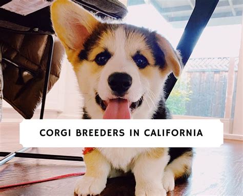 The german shepherd corgi mix puppies cost around $250 to $750. Corgi Breeders in California - Top 7! (2021) We Love Doodles
