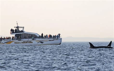Whale Watching Vancouver Island News Events Travel Accommodation