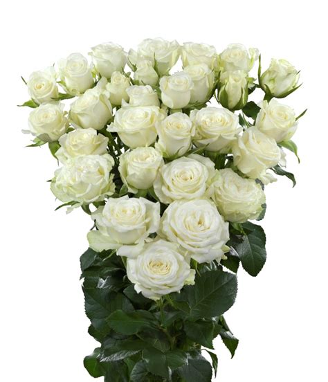 Wedding Party Interplant Roses