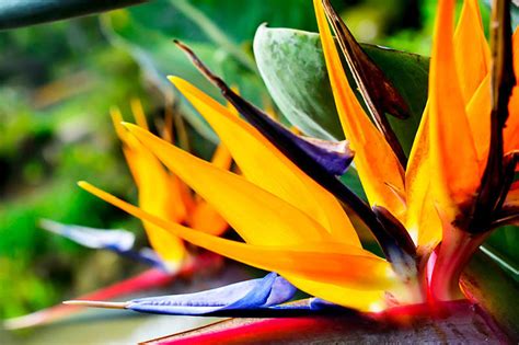 How To Grow Tropical Plants In Containers
